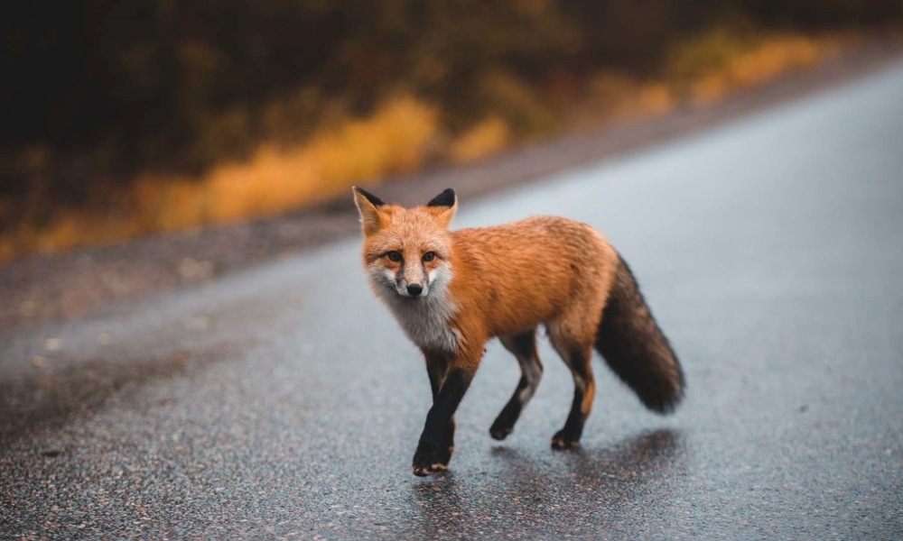 Fox Stuffed Animal