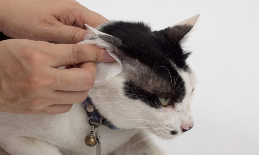 can i use baby wipes on my cat? | pet owner parents