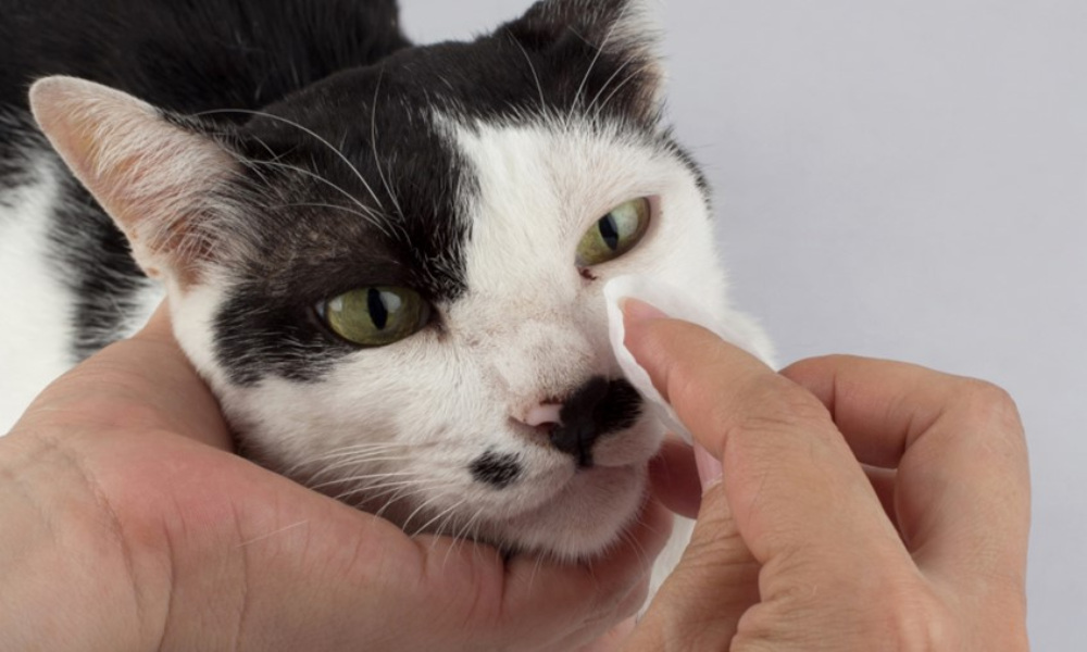 potential risks of using baby wipes on cats